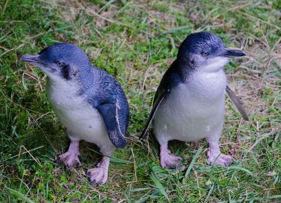 Otago Peninsula Scenery & Little Blue Penguin tour - Key points to know before booking