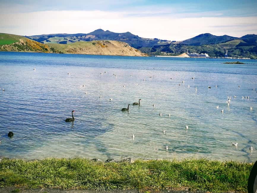 Otago Peninsula Scenery & Little Blue Penguin tour - Hooper’s Inlet at low tide