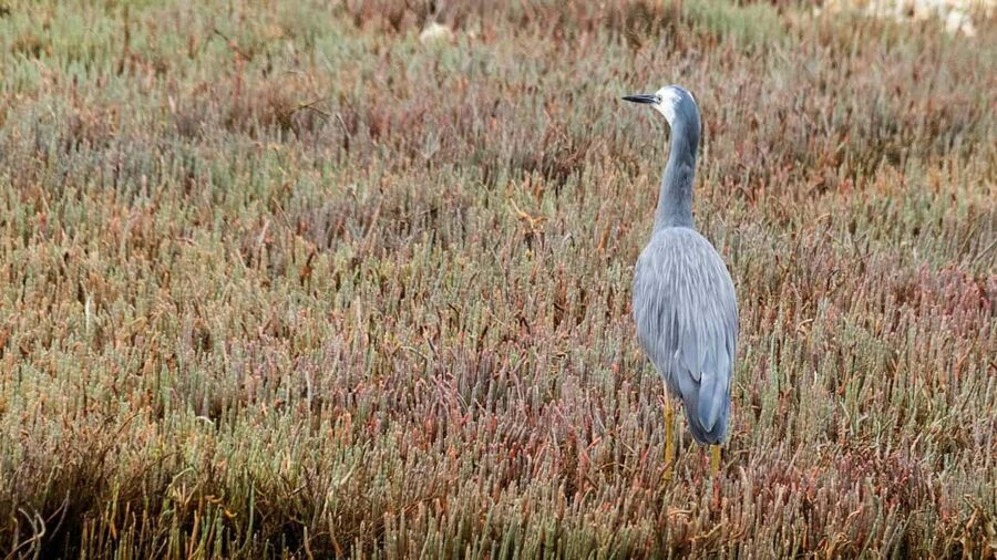 Otago Peninsula Scenery & Little Blue Penguin tour - Waiting for Little Blue penguins at sunset
