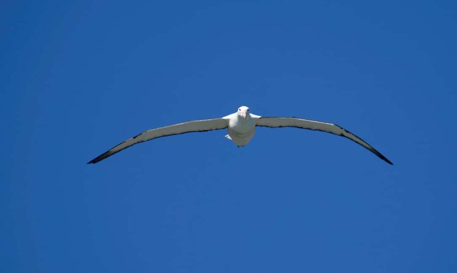 Otago Peninsula Scenery & Little Blue Penguin tour - What the $146 price includes