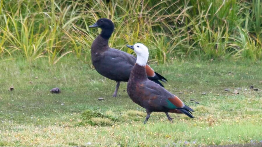Otago Peninsula Scenery & Little Blue Penguin tour - Timing, clothing, and practical planning