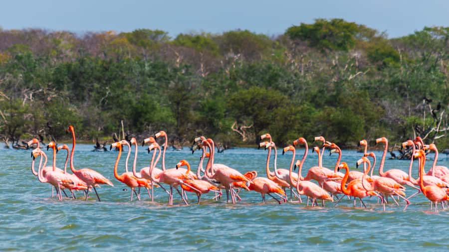 Palomino: Sanctuary of Flamingos Day Tour - Key points to know before you go