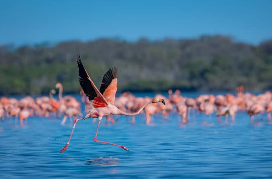 Palomino: Sanctuary of Flamingos Day Tour - Why this lagoon trip is worth your half-day