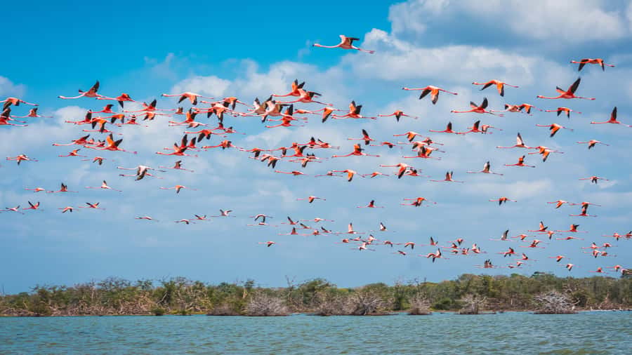 Palomino: Sanctuary of Flamingos Day Tour - Entering the Sanctuary of Flamingos