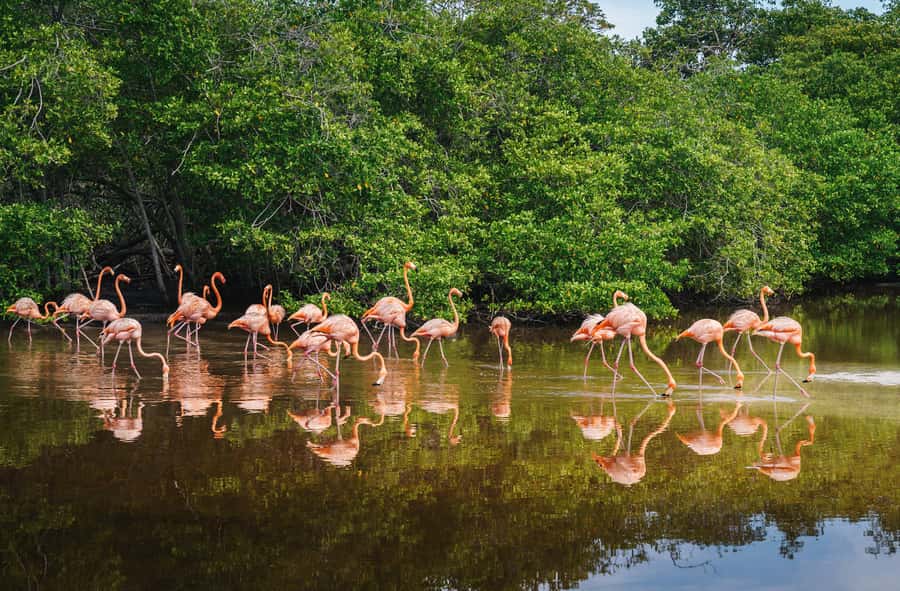 Palomino: Sanctuary of Flamingos Day Tour - Small details that will improve your day