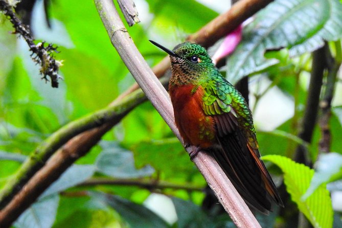 Papallacta Hot Springs & Guango Birding Reserve Private Tour - Antisana Ecological Reserve in half an hour