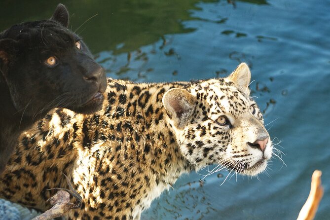 Parrot World Immersive Wildlife Park Entry Ticket next to Paris - Key things to know before visiting