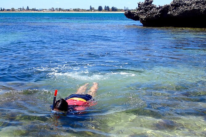 Penguin and Seal Islands Sea Kayaking Experience - Summer snorkeling from December to March
