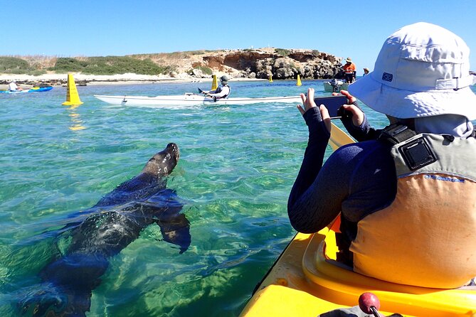 Penguin and Seal Islands Sea Kayaking Experience - What the guides add to the day