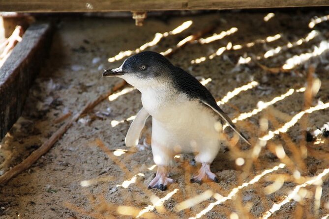 Penguin and Seal Islands Sea Kayaking Experience - Is the $142.01 price good value?