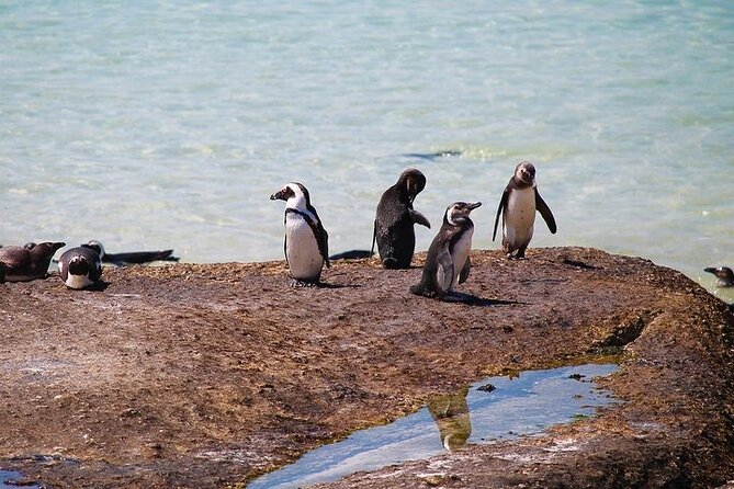 Penguin Encounter Boulders Beach Half Tour Day from Cape Town - Can you swim at Boulders Beach?
