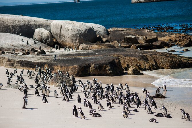 Penguin Encounter Boulders Beach Half Tour Day from Cape Town - Guides make a real difference
