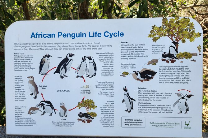 Penguin Encounter Boulders Beach Half Tour Day from Cape Town - Transport, timing, and the small practical catches