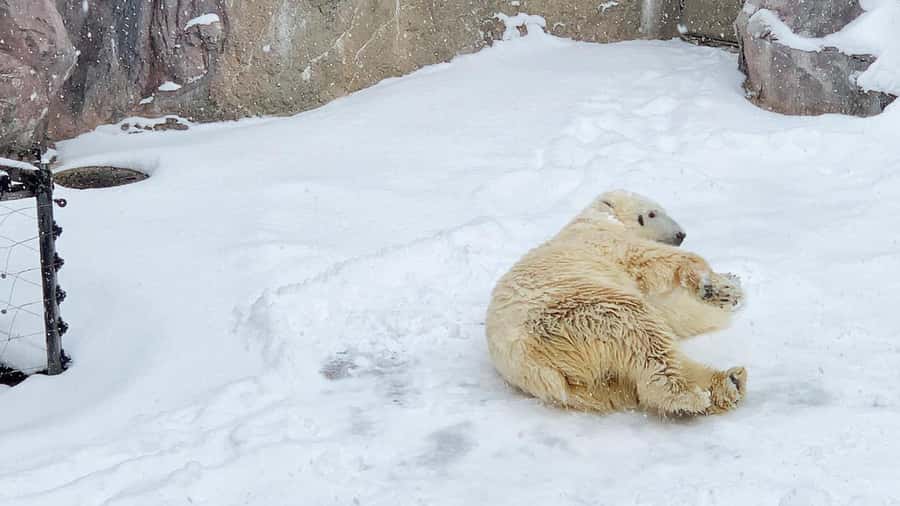Penguin Fun & Snowmobile : Sapporo Winter (Asahiyama Zoo) - Key points to know before booking