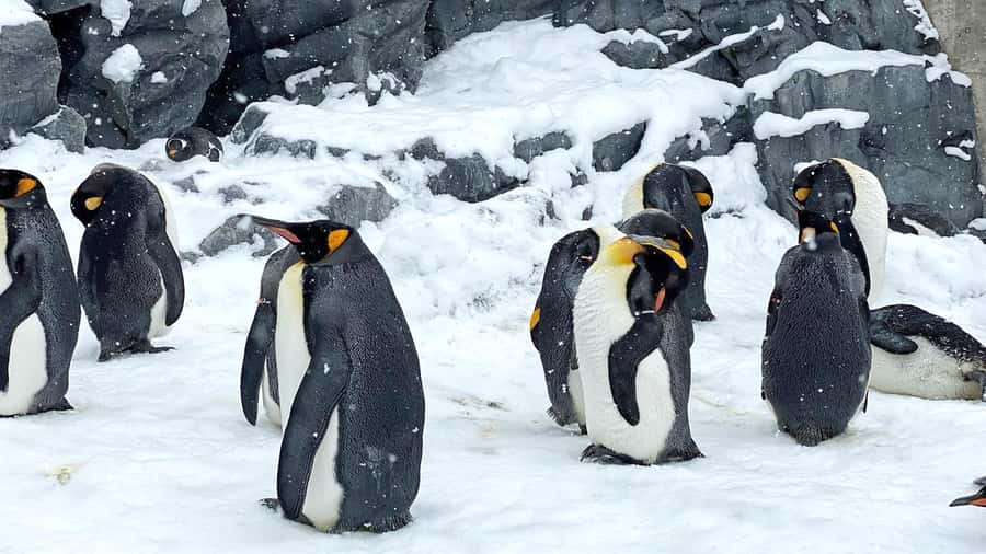 Penguin Fun & Snowmobile : Sapporo Winter (Asahiyama Zoo) - Leaving Sapporo for Hokkaido’s snowy interior