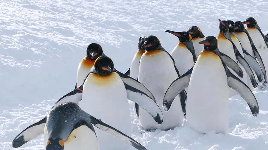 Penguin Fun & Snowmobile : Sapporo Winter (Asahiyama Zoo) - A quick look at the Ken and Mary Tree