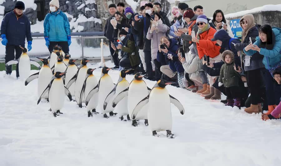 Penguin Fun & Snowmobile : Sapporo Winter (Asahiyama Zoo) - Practical advice for a smoother day