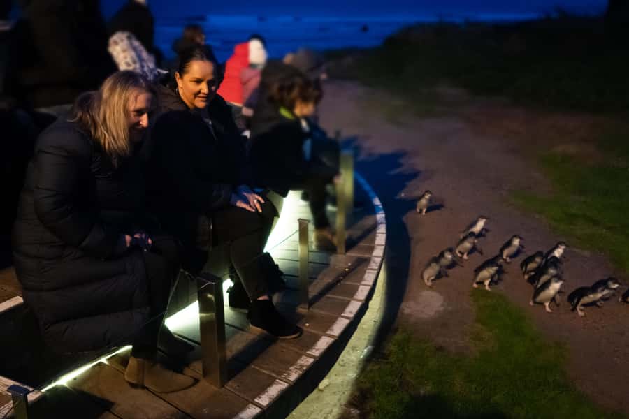 Penguin Parade: General Viewing Ticket - Arriving at Summerlands Beach before sunset