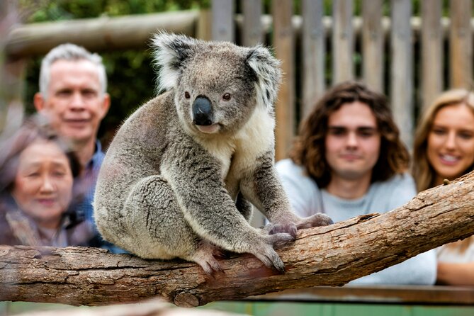 Penguin Parade, & Wildlife Encounters Eco Tour from Melbourne - The Nobbies and Seal Rocks: the scenic highlight