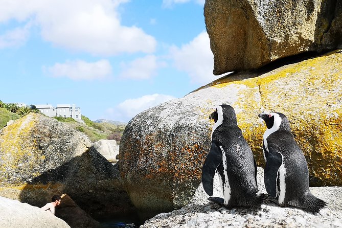 Penguin Time! Private Peninsula Experience. - Three hours at the Cape of Good Hope
