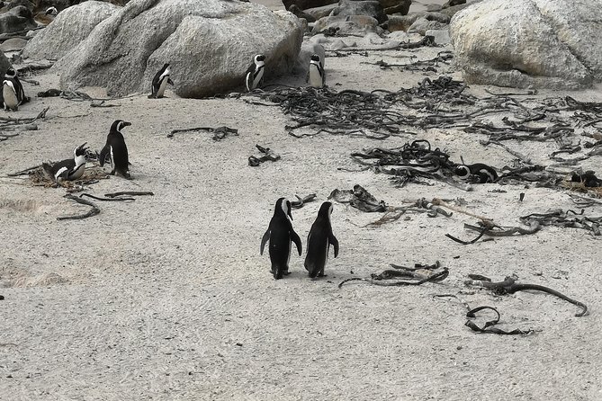 Penguin Time! Private Peninsula Experience. - Adding Kirstenbosch without overloading the day