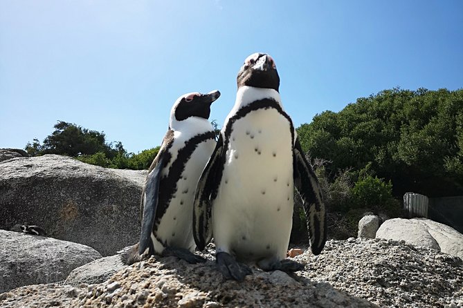 Penguin Time! Private Peninsula Experience. - Who will get the most from this outing