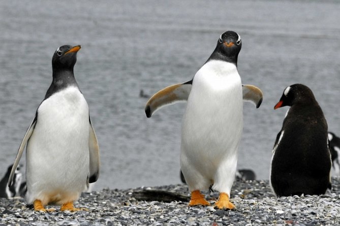 Penguin walk in Ushuaia + navigation option - The road to Harberton Ranch