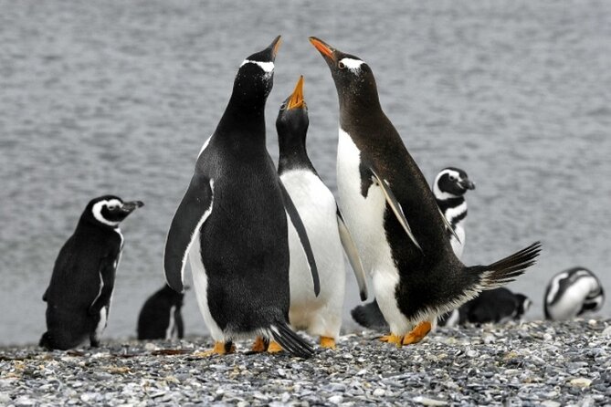 Penguin walk in Ushuaia + navigation option - What to wear and pack
