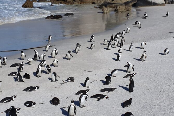 Penguin Watching & Beach Day at Boulder's Beach, Cape Town - Transport, group size, and the real time commitment