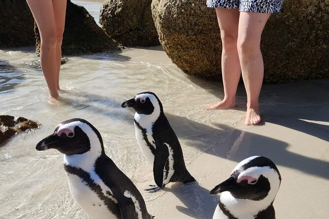 Penguin Watching & Beach Day at Boulder's Beach, Cape Town - Noordhoek Farm Village and a useful coffee break