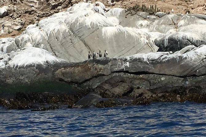 Penguin Watching Navigation Cachagua Lunch From STGO Private Tour - From Santiago to the Pacific