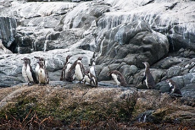 Penguin Watching Navigation Cachagua Lunch From STGO Private Tour - Isla Cachagua and the Humboldt penguins