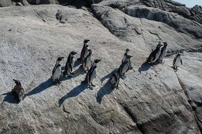 Penguin Watching Navigation Cachagua Lunch From STGO Private Tour - Reñaca and Avenida Perú