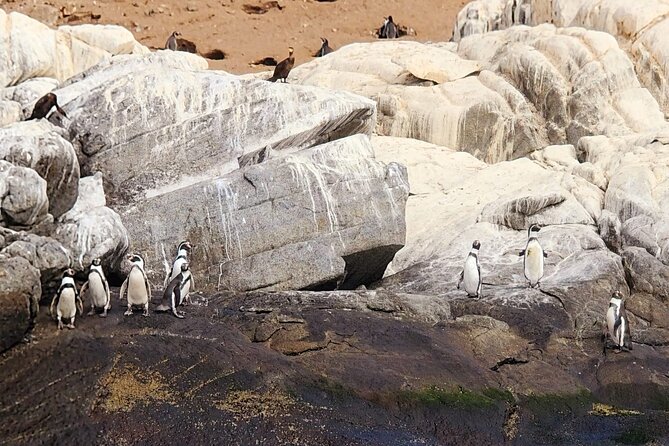 Penguin Watching Navigation Cachagua Lunch From STGO Private Tour - Concón, Zapallar, and the empanada stop