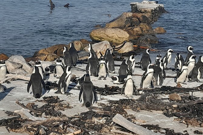 Penguins Boulders Beach and Cape Point Small Group Day Tour - Two Hours Around Cape Point