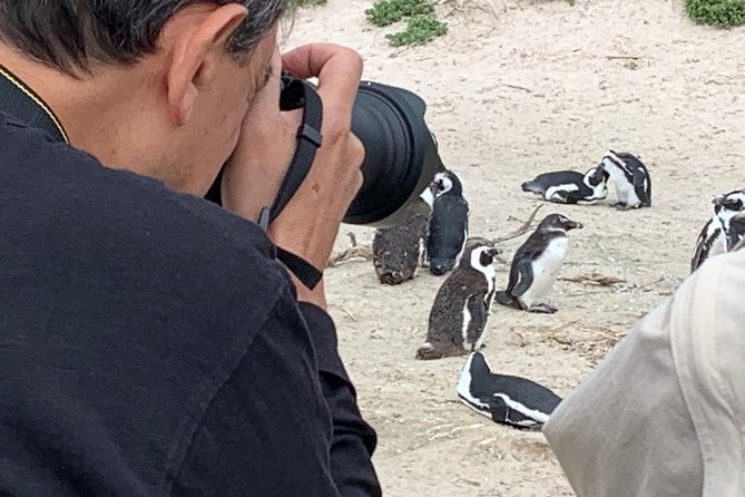 Penguins, Cape Point & Table Mountain. - Cape of Good Hope brings the day to its wildest point