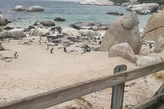 Penguins Viewing, Cape of Goodhope and Winelands Region - Wine tasting at South Africa’s oldest estate