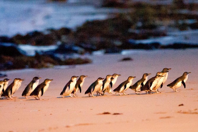 Phillip Island Day Trip from Melbourne with Penguin Plus Viewing Platform - Key points to know before you go