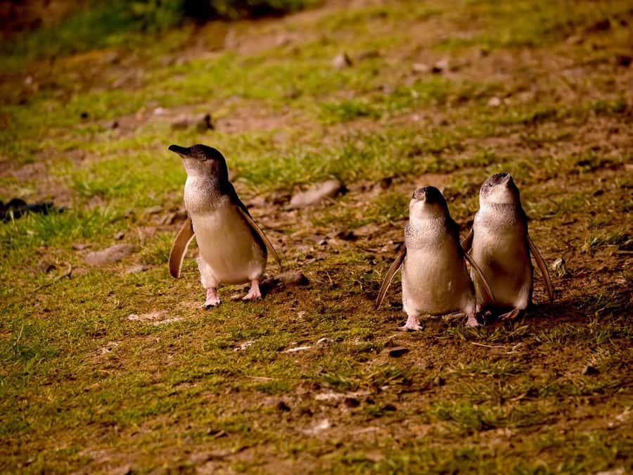 Phillip Island: Golden Hour Penguin Express Tour - Key points to know before booking