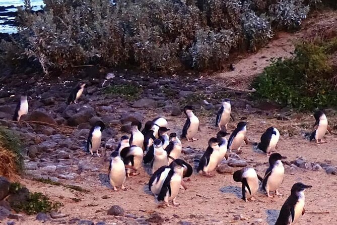 Phillip Island: Golden Hour Penguin Express Tour w/ Island Pickup - What $93.24 buys you