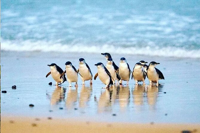 Phillip Island: Golden Hour Penguin Express Tour w/ Island Pickup - Starting from Cowes at 5:30 pm