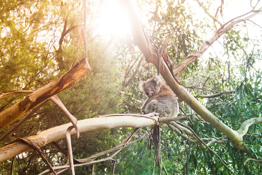 Phillip Island: Hike and Penguin Parade - 8 pax Small Tour - Lunch in Cowes and the reality of a long day