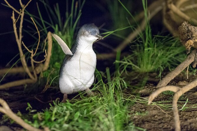 Phillip Island Penguin and Koala Highlights Day-Trip from Melbourne - Why Phillip Island makes a strong day trip from Melbourne