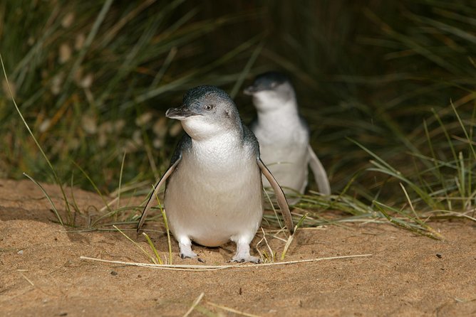 Phillip Island Penguin and Koala Highlights Day-Trip from Melbourne - Cape Woolamai and Cowes: useful breaks between wildlife stops