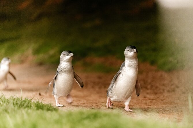 Phillip Island Penguin and Koala Highlights Day-Trip from Melbourne - The return to Melbourne can be a late finish