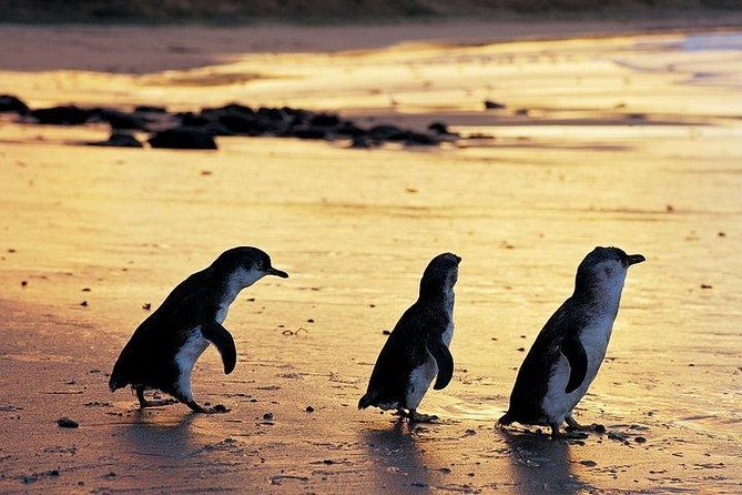 Phillip Island Penguin and wildlife Tour - Five useful things to know before booking