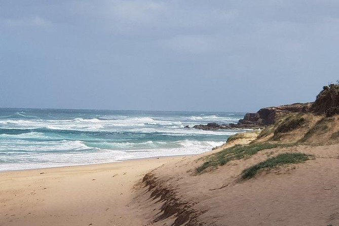 Phillip Island Penguin and wildlife Tour - Why this Phillip Island day trip works