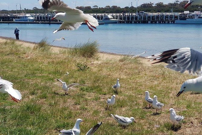Phillip Island Penguin and wildlife Tour - The Nobbies boardwalk and ocean views