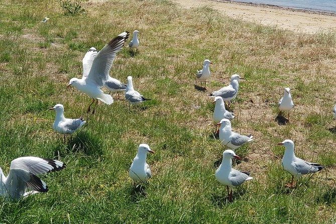 Phillip Island Penguin and wildlife Tour - Waiting for the Penguin Parade