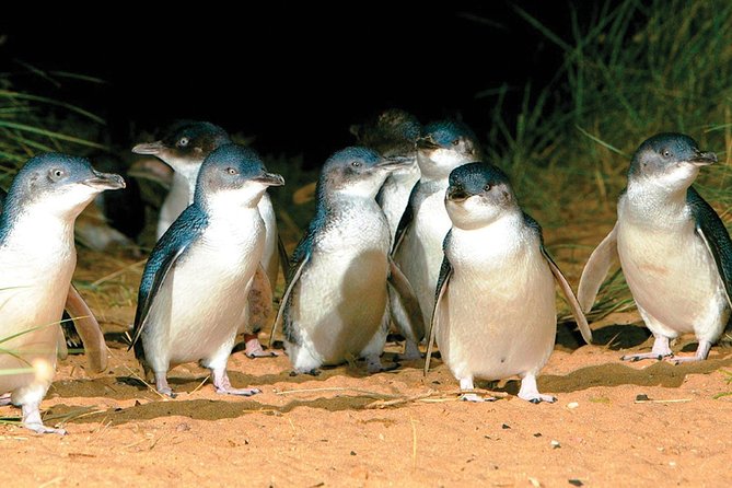 Phillip Island Penguin and wildlife Tour - A short break in Cowes